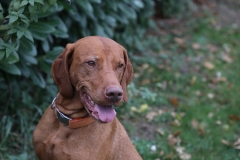 Enzo