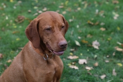 Enzo