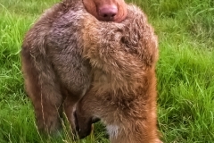 Enzo