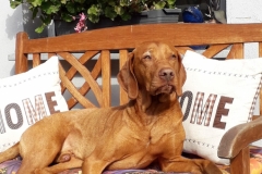 Enzo