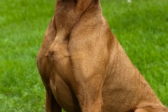 Enzo