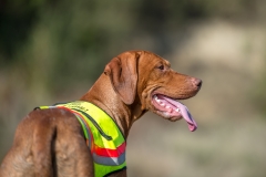 Enzo