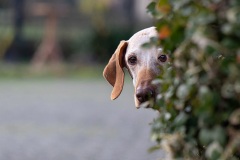 Vizsla-van-Petra