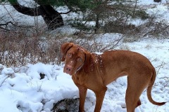 IMG_2233-Nola-in-de-sneeuw