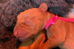IMG-20220817-WA0006
