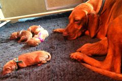 IMG-20220817-WA0011
