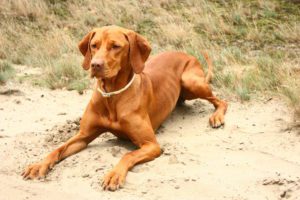 Vizsla Járó