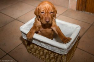 Vizsla pup