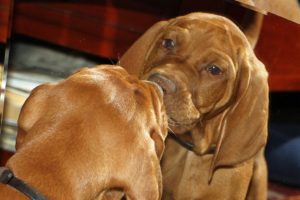 Vizsla pup