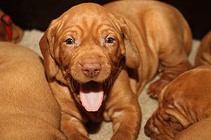 Pups Vizsla