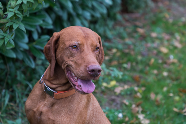 Enzo